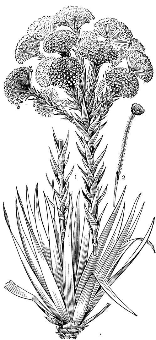 Рис. 182. Пепалантус многоцветковый (Paepalanthus polyanthus): 1 - общий вид; 2 - соцветие