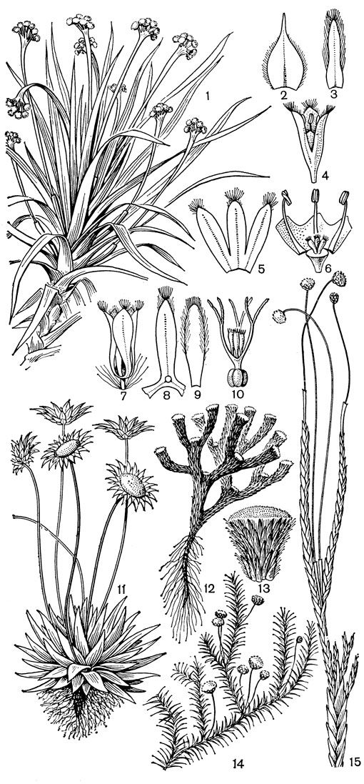 Рис. 183. Виды пепалантуса (Paepalanthus): Пепалантус черно-белый (P. melaleucus): 1 - общий вид. Пепалантус веллозиевидный (Р. vellozioides): 2 - листочек обертки; 3 - прицветник; 4 - мужской цветок; 5 - его чашечка; 6 - мужской цветок без чашечки с разрезанным спереди венчиком; 7 - женский цветок; 8 - его чашелистик; 9 - его лепесток; 10 - гинецей. Пепалантус Сены (P. senaeanus): 11 - общий вид. Пепалантус гайанский (P. guyanensis): 12 - общий вид; 13 - верхушка ветви с соцветием. Пепалантус Глазиу (P. glaziovii): 14 - общий вид. Пепалантус двуряднолистный (P. distichophyllus): 15 - верхняя часть ветви с соцветиями