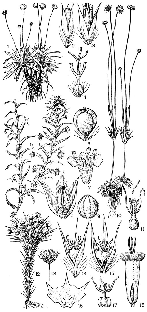 Рис. 185. Эриокаулоновые. Лейотрикс облакородный (Leiothrixnubigena): 1 - общий вид; 2 - мужской цветок; 3 - женский цветок; 4 - гинецей. Тонина речная (Tonina fluviatilis): 5 - общий вид; 6 - мужской цветок; 7 - он же без чашечки с разрезанным спереди венчиком; 8 - женский цветок; 9 - семя. Сингонантус пупавкоцветковый (Syngonanthus anthemidiflorus): 10 - общий вид; 11 - гинецей. Филодица Гоффмансега (Philodice hoffmannseggii): 12 - общий вид; 13-соцветие; 14 - мужской цветок; 15 - женский цветок; 16 - разрезанный спереди венчик женского цветка; 17 - гинецей. Мезантемум Рутенберга (Меsanthemum rutenbergianum): 18 - женский цветок без чашелистиков
