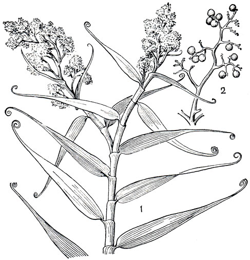 Рис. 187. Флагеллария индийская (Flagellaria indica): 1 - верхняя часть стебля с соцветиями; 2 - ветвь с плодами