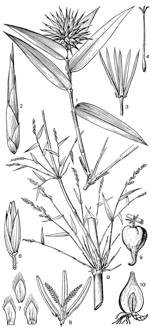 Рис. 193. Злаки: подсемейство бамбуковые. Окситенантера абиссинская (Oxytenanthera abyssinica): 1 - цветущая ветвь; 2 - колосок; 3 - андроцей; 4 - гинецей. Ческвея многоветвистая (Chusquea circinata): 5 - цветущая ветвь; 6 - колосок; 7 - лодикулы; 8 - цветок. Мелоканна бамбуковидная (Melocanna bambusoides): 9 - плод; 10 - продольный разрез прорастающего плода