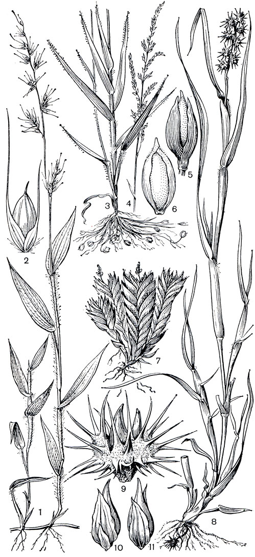 Рис. 202. Злаки трибы просовых. Остянка курчаволистная (Oplismenus undulatifolius): l - общий вид; 2 - колосок. Амфикарпум Пуршa (Amphicarpum purshii): 3 - нижняя часть растения с клейстогамными колосками на ползучих подземных побегах; 4 - общее соцветие; 5 - колосок; 6 - антеций. Просо изахновидное (Panicum isachnoides): 7 - общий вид. Колючещетинник немногоцветковый (Cenchrus pauciflorus): 8 - общий вид; 9 - группа колосков в обертке из сросшихся колючих щетинок; 10, 11 - колосок с разных сторон