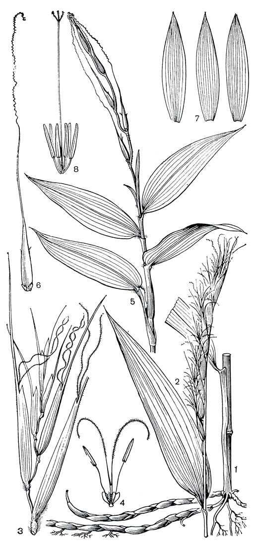 Рис. 204. Травянистые бамбуковые. Стрептогина косматая (Streptogyna crinita): 1 - нижняя часть побега; 2 - верхняя часть побега с общим соцветием; 3 - колосок без колосковых чешуй; 4 - цветок. Стрептохета колосистая (Streptochaeta spicata): 5 - верхняя часть побега с общим соцветием; 6 - колосок; 7 - лодинулы; 8 - цветок