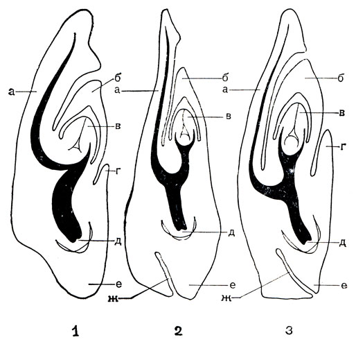 Рис. 206. Основные типы строения зародышей злаков: 1 - фестукоидный (у ежи - Dactylis); 2 - паникоидный (у ветвянки - Brachiaria); 3 - эрагростоидный (у травы бизонов - Вuchloё); а - щиток; б - колеоптиль; в - почечка; г - эпибласт; д - зародышевый корень; е - колеориза; ж - щель между нижней частью щитка и колеоризой