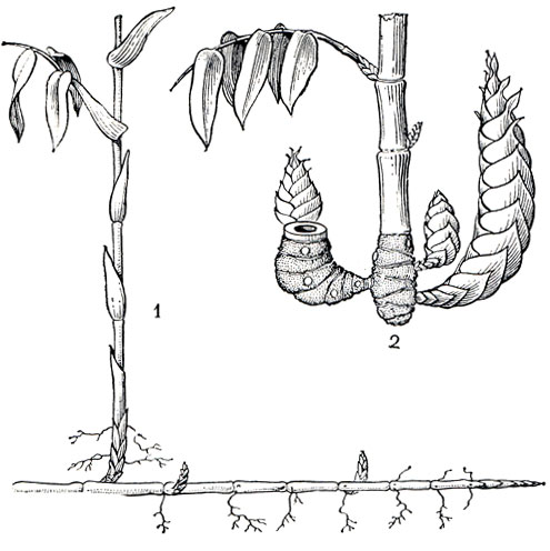Рис. 207. Основные типы корневищ бамбуковых: 1 - лептоморфное (у арундинарии - Arundinaria); 2 - пахиморфное (у бамбука - Bambusa)