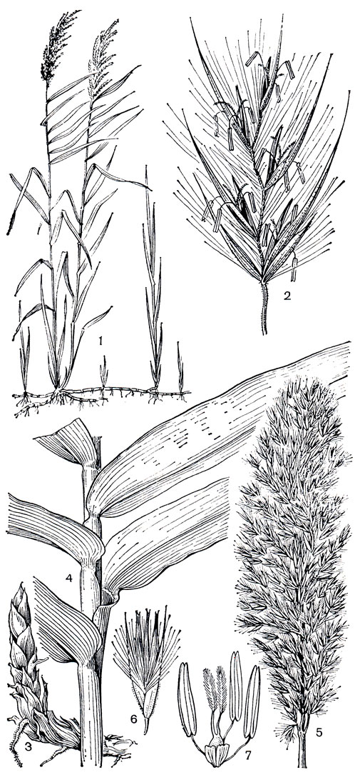 Рис. 208. Злаки подсемейства тростниковых. Тростник обыкновенный, или южный (Phragmites australis): 1 - общий вид; 2 - колосок. Арундо тростниковый (Arundo donax): 3 - часть корневища; 4 - часть побега с листьями; 5 - общее соцветие; 6 - колосок; 7 - цветок