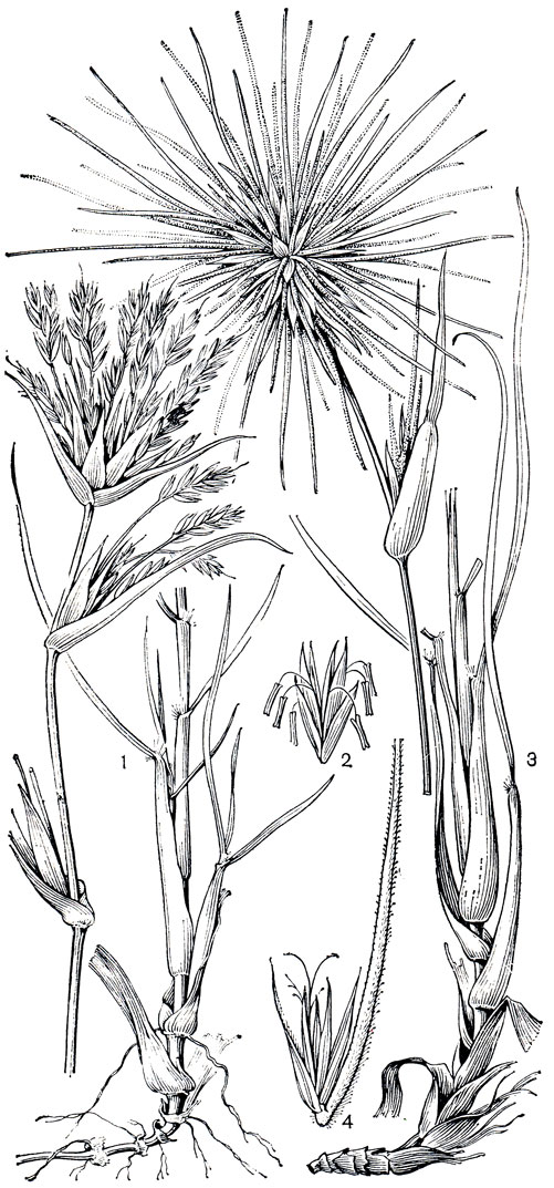 Рис. 211. Спинифекс жестковолосый (Spinifex hirsutus): 1 - побег мужского растения; 2 - колосок с мужскими цветками; 3 - побег женского растения; 4 - колосок с женским цветком