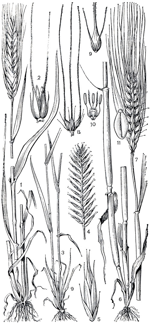 Рис. 213. Злаки трибы пшеницевых. Рожь посевная (Secale cereale): 1 - общий вид; 2 - колосок. Житняк гребенчатый (Agropyron pectinatum): 3 - нижняя часть растения; 4 - общее соцветие; 5 - колосок. Ячмень обыкновенный (Hordeum vulgare): 6 - нижняя часть растения; 7 - общее соцветие; 8 - группа из трех колосков; 9 - центральный колосок; 10 - цветок; 11 - зерновка