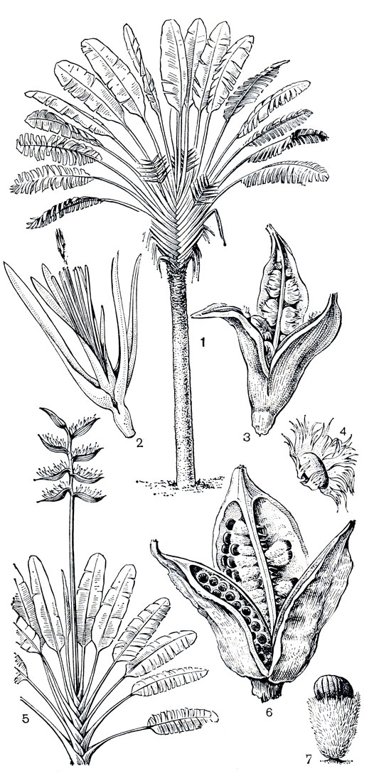 Рис. 217. Стрелитциевые. Равенала мадагаскарская (Ravenala madagascariensis): 1 - цветущее растение; 2 - цветок; 3 - открывшийся плод; 4 - семя с ариллусом. Фенакоспермум гвианский (Phenakospermum guianense): 5 - цветущее растение; 6 - открывшийся плод; 7 - семя с ариллусом
