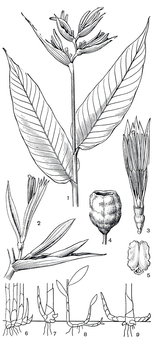 Рис. 220. Геликониевые. Геликония канновидная (Heliconia cannoidea): 1 - цветущее растение; 2 - парциальное соцветие; 3 - цветок, свободный чашелистик удален, видны столбик, 5 тычинок, стаминодий; 4 - плод; 5 - семя. Схематический рисунок строения корневищ: 6 - геликония ростральная (Н. rostrata); 7 - геликония Вагнера (Н. wagneriana); 8 - геликония попугайная (Н. psittacorum); 9 - геликония широкопокровная (Н. lаtispatha)