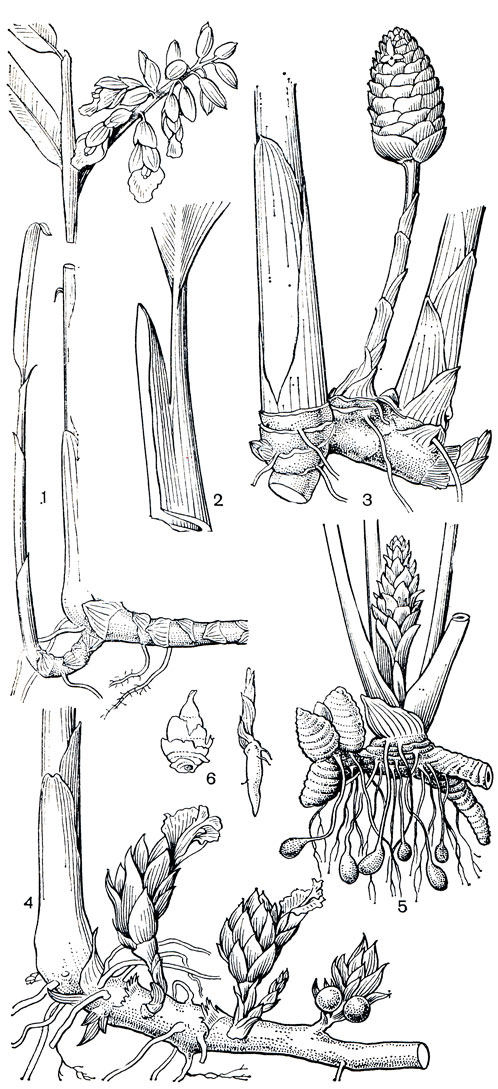 Рис. 222. Имбирные. Альпиния тупоконечная (Alpinia mutica): 1 - цветущее растение; 2 - черешок с влагалищем. Имбирь зерумбет (Zingiber zerumbet): 3 - корневище с цветоносным стеблем. Амомум розовый (Amomum roseum): 4 - корневище с соцветиями и плодами на коротких генеративных стеблях. Куркума домашняя (Curcuma domestica): 5 - корневище с клубнями и клубневидными корнями, несущее стебель с соцветием; 6 - бульбиллы, образующиеся в соцветиях: слева - глоббы поникшей (Globba cernua); справа - глоббы ломкой (G. fragilis)