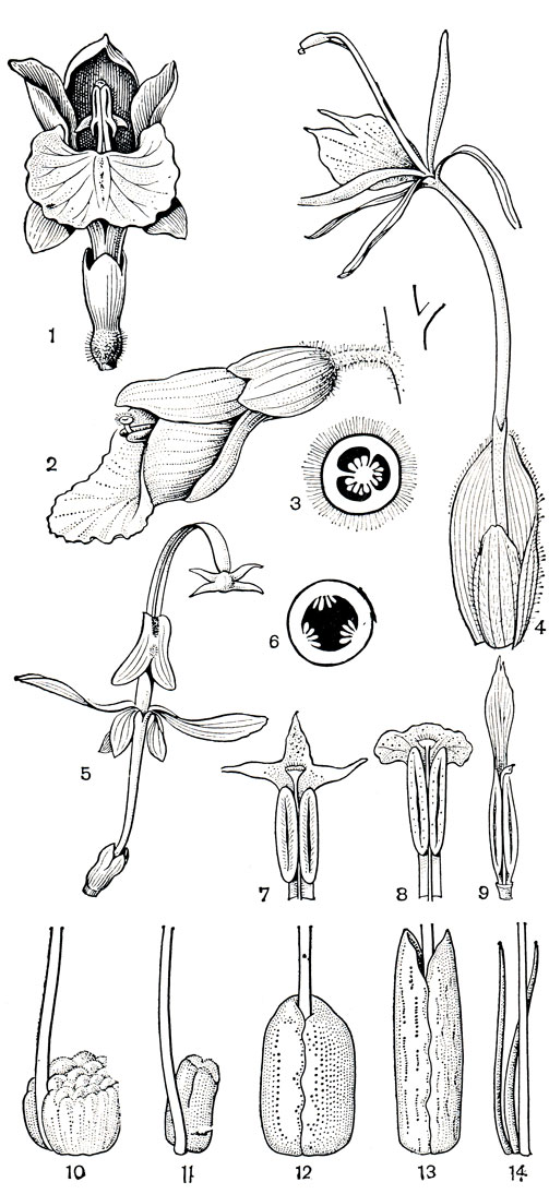 Рис. 223. Имбирные. Куркума австралазийская (Curcuma australasica): 1 - цветок. Альпиния зерумбет (Alpinia zerumbet): 2 - цветок; 3 - поперечный разрез завязи. Гедихиум цилиндрический (Hedychium cylindricum): 4 - цветок. Глобба поникшая (Globba cernua): 5 - цветок; 6 - поперечный разрез завязи. Тычинки с надсвязниками различного строения: 7 - вида амомума (Amomum sp.), 8 - амомума Кёнига (A. koenigii), 9 - бэрбиджеи блестящей (Burbidgea nitida). Нектарные железки, расположенные на завязи у основания столбика: 10 - вида альпинии (Alpinia sp.), 11 -гедихиума цилиндрического, 12 -ценолофона серебристого (Cenolophon argenteum), 13 - горнштедтии войлочной (Hornstedtia tomentosa), 14 - роскои пурпурной (Roscoea purpurea)