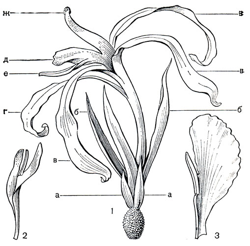Рис. 227. Канновые. Канна фиолетовая (Canna violacea): 1 - цветок (а - чашелистики, б - лепестки, в - стаминодии, г - стаминодий - губа, д - тычинка, е - пыльник, ж - столбик с рыльцем). Канна многоветвистая (С. polyclada): 2 - столбик (слева) и тычинка с пыльником (справа). Канна повислая (С. flaccida): 3 - тычинка с пыльником
