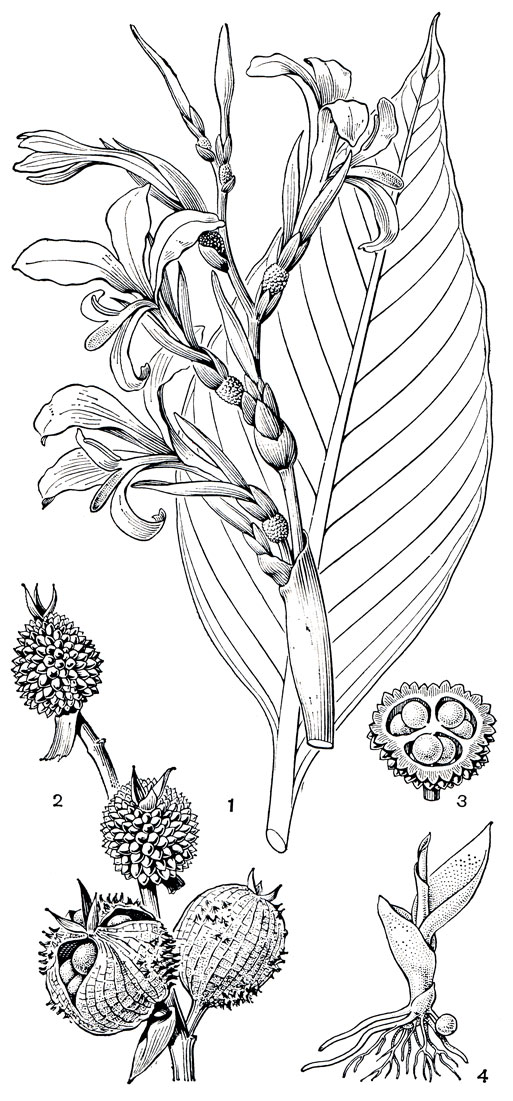 Рис. 228. Канна индейская (Canna indica): 1 - лист и соцветие; 2 - плоды; 3 - поперечный разрез плода; 4 - проросток