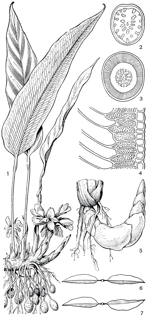 Рис. 229. Марантовые. Калатея Баше (Calathea bachemiana): 1 - цветущее растение; 2 - поперечный разрез черешка; 3 - поперечный разрез утолщения на черешке; 4 - его продольный разрез. 1аранта тростников и дная (Maranta arundinacea): 5 - корневище. Схема расположения листьев на междоузлии: 6 - антитропный тип; 7 - гомотропный тип