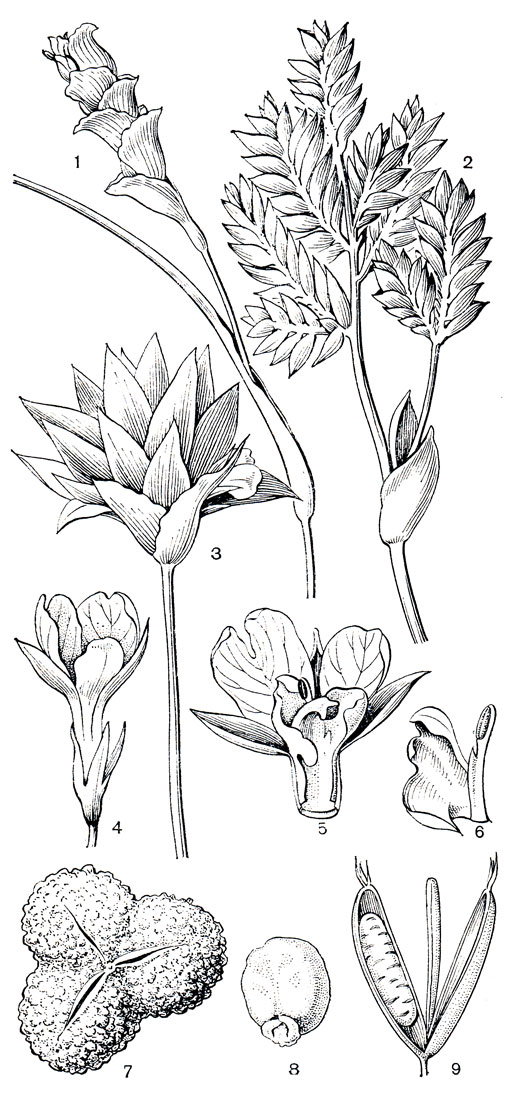 Рис. 230. Марантовые. Соцветия: 1 - калатея Глазиова (Calathea glaziovii); 2 - саранта Риделя (Saranthe riedeliana); 3 - калатея головчатая (Calathea capitata). Маранта двуцветная (Maranta bicolor): 4 - цветок; 5 - раскрытый цветок; 6 - капюшоновидный стаминодий (слева) и тычинка (справа). Хаумания Данкельманна (Haumannia dankelmanniana): 7 - плод. Калатея крупноцветковая (Calathea grandiflora): 8 - семя. Исхносифон неравносторонний (Ischnosiphon obliquus): 9 - раскрывшийся плод с одним семенем