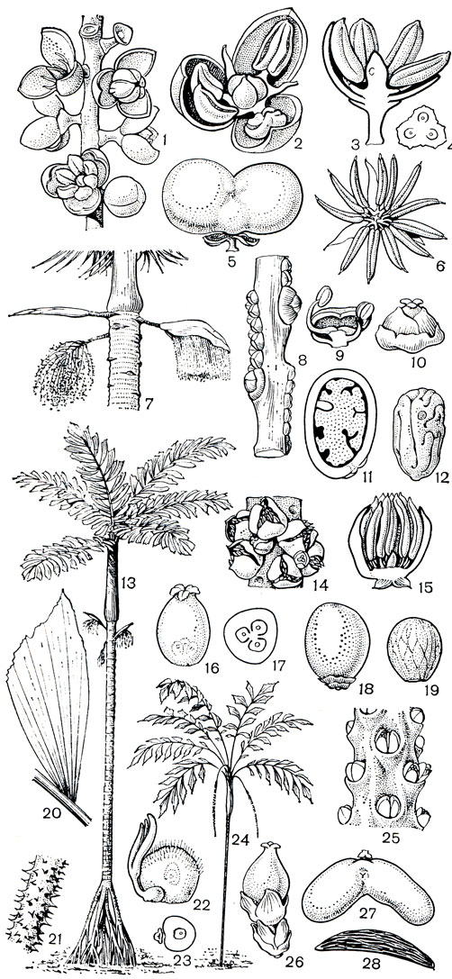Рис. 242. Пальмы. Подсемейство арековых (Arecoicleae). Псевдофеникс Саржента (Pseudophoenix sargentii): 1 - фрагмент соцветия с мужскими цветками; 2 - обоеполый цветок; 3 - продольный разрез обоеполого цветка; 4 - поперечный разрез завязи; 5 - двусемянный плод. Цероксилон высокогорный (Ceroxylon alpinum): 6 - мужской цветок. Гиофорба Фершафельта (Hyophorbe verschaffeltii): 7 - верхняя часть стебля с соцветиями ниже кроны, на цветоносах видны рубцы от опавших кроющих листьев. Синехантус Варшевича (Synechanthus warscewiczianus): 8 - фрагмент соцветия, цветки в вертикальных линиях (нижний женский); 9 - продольный разрез мужского цветка; 10 - женский цветок; 11 - продольный разрез плода; 12 - семя. Сократея обнаженнокорневая (Socratea exorrhiza): 13 - общий вид пальмы, в основании стебля видны ходульные корни; 14 - часть соцветия с триадами цветков - центральный женский, боковые мужские; 15 - продольный разрез мужского цветка; 16 - гинецей; 17 - поперечный разрез завязи; 18 - плод; 19 - семя; 20 - перо перистого листа; 21 - фрагмент ходульного корня с шипами - видоизмененными боковыми корнями. Веттиния пятерная (Wettinia quinaria): 22 - псевдомономерный гинецей с одним фертильным плодолистиком, ниже слева - стерильное гнездо; 23 - поперечный разрез завязи. Подококкус Бартера (Podococcus barteri): 24 - общий вид; 25 - часть соцветия с мужскими цветками; 26 - женский цветок; 27 - двусемянный плод; 28 - семя