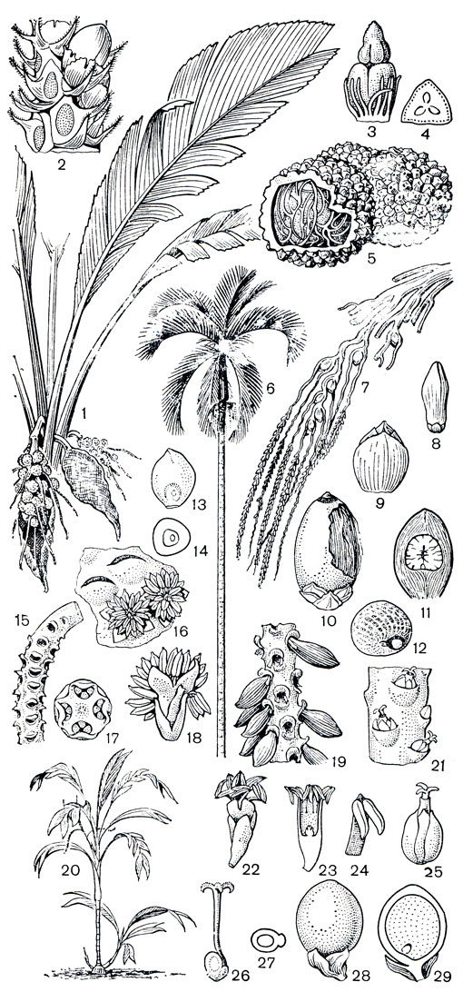 Рис. 243. Пальмы. Подсемейство арековых (Arecoideae). Маникария мешконосная (Manicaria saccifera): 1 общий вид пальмы с плодами; 2 - фрагмент соцветия с мужскими цветками, видны рубцы от мужских цветков, прицветнички и прицветники; 3 - гинецей и стаминодии; 4 - поперечный разрез завязи; 5 - трехсемянный плод, на продольном разрезе видно семя. Арека катеху, или бетелевая пальма (Агеса catechu): 6 - общий вид; 7 - фрагмент соцветия, в основании - женские цветки, в верхней части - мужские цветки; 8 - мужской цветок; 9 - женский цветок; 10 - плод; 11 - поперечный разрез плода; 12 - семя. Арека Ланглуа (Агеса langloisiana): 13 - продольный разрез псевдомономерного гинецея; 14 - поперечный разрез завязи. Велфия Георга (Welfia georgii): 15 - фрагмент соцветия; 16 - то же, увеличено; верхушки лепестков и тычинки мужских цветков, выступающие из ямок; 17 - поперечный разрез соцветия, видны триады цветков, погруженные в ямки на оси соцветия; 18 - мужской цветок. Астерогина Мартиуса (Asterogyne martiana): 19 - часть побега с плодами. Геонома немногоцветковая (Geonoma pauciflora): 20 - общий вид. Геонома прерывистая (G. interrupta): 21 - часть соцветия в женской фазе цветения; 22 - мужской цветок; 23 - продольный разрез мужского цветка, виден пистиллодий; 24 - тычинка; 25 - женский цветок; 26 - продольный разрез псевдомономерного гинецея, видно стерильное гнездо; 27 - поперечный разрез завязи; 28 - плод; 29 - продольный разрез плода