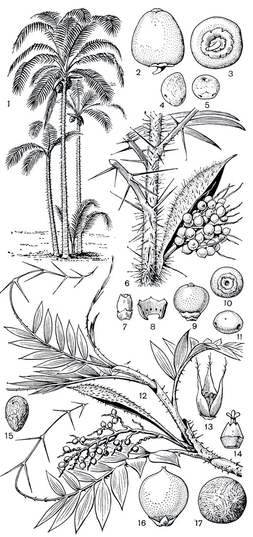 Рис. 246. Пальмы. Подсемейство кокосовых (Cocosoideae). Персиковая пальма (Bactris gasipaes): 1 - общий вид; 2 - плод; 3 - плод, вид снизу, виден околоцветник, сохраняющийся при плоде; 4 - эндокарпий; 5 - проростковые поры. Бактрис гвинейский (В. guineensis): 6 - часть растения с плодами; 7 - женский цветок; 8 - венчик и стаминодии в основании; 9 - плод; 10 - плод, вид снизу, виден околоцветник, сохраняющийся при плоде; 11 - эндокарпий с проростковыми порами. Десмонкус многоколючковый (Desmoncus polyacanthos): 12 - общий вид растения с плодами; 13 - мужской цветок; 14 - женский цветок; 15 - эндокарпий с проростковыми порами. Астрокариум колючий (Astrocaryum aculeatum): 16 - плод; 17 - эндокарпий с проростковыми порами
