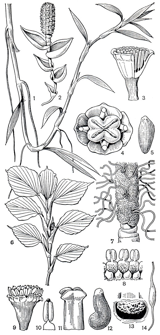 Рис. 249. Циклантовые. Торакокарпус двура ссеченный (Thoracocar- pus bissectus): 1 - участок молодой стерильной ветви с цельными листьями, видны придаточные корни; 2 - соплодие с нижними кроющими листьями; 3 - мужской цветок, часть цветка продольно рассечена; 4 - плод; 5 - семя. Людовия Бирхорста (Ludovia bierhorstii): 6 - общий вид цветущего растения; 7 - фрагмент соцветия, видны рубцы от опавших кроющих листьев, мужские цветки и стаминодии женских цветков; 8 - часть мужского цветка, видны тычинки, расположенные по краю цветка, луковицеобразно расширенные основания тычиночных нитей, а также сегменты околоцветника. Сферадения мечевидная (Sphaeradenia ensiformis): 9 - мужской цветок; 10 - тычинка. Сферадения чирикийская (S. chiriquensii): 11 - столбик и рыльца; 12 - семя. Сферадения узколистная (S. angustifolia): 13 - продольный разрез завязи. Стелестилис суринамский (Stelestylis surinamensis): 14 - семя