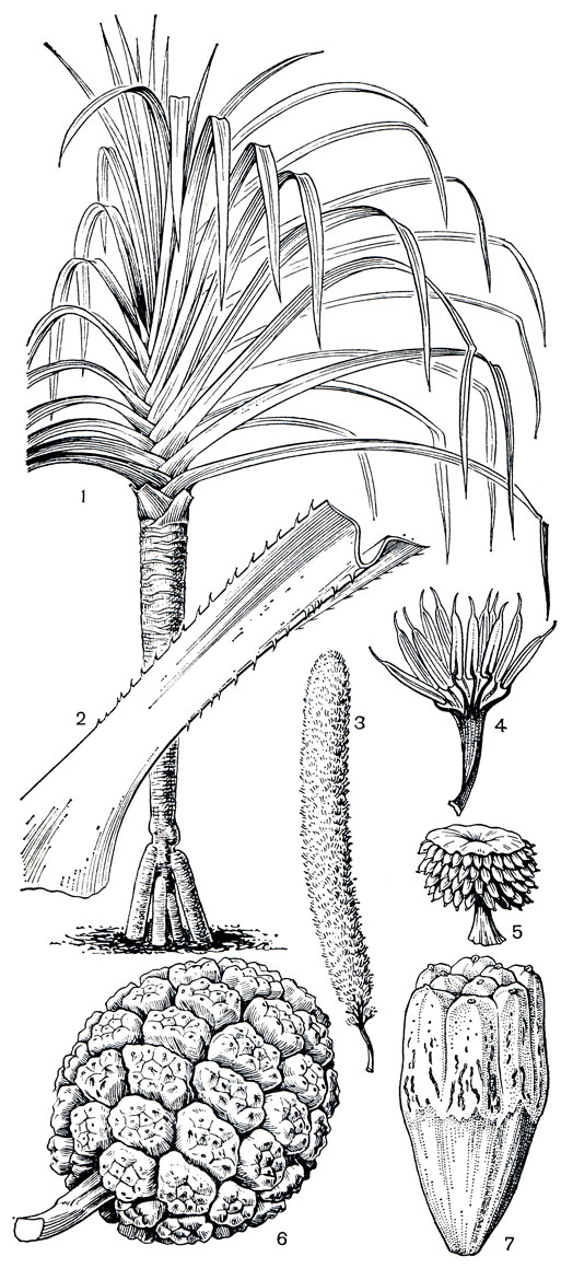 Рис. 251. Пандановые. Панданус вильчатый (Pandanus furcatus): 1 - общий вид; 2 - фрагмент листа; 3 - мужской початок; 4 - колонка с тычинками. Панданус крупноплодный (P. macrocarpus): 5 - щитовидная мужская фаланга. Панданус кровельный (P. tectorius): 6 - соплодие; 7 - женская фаланга из сросшихся костянок