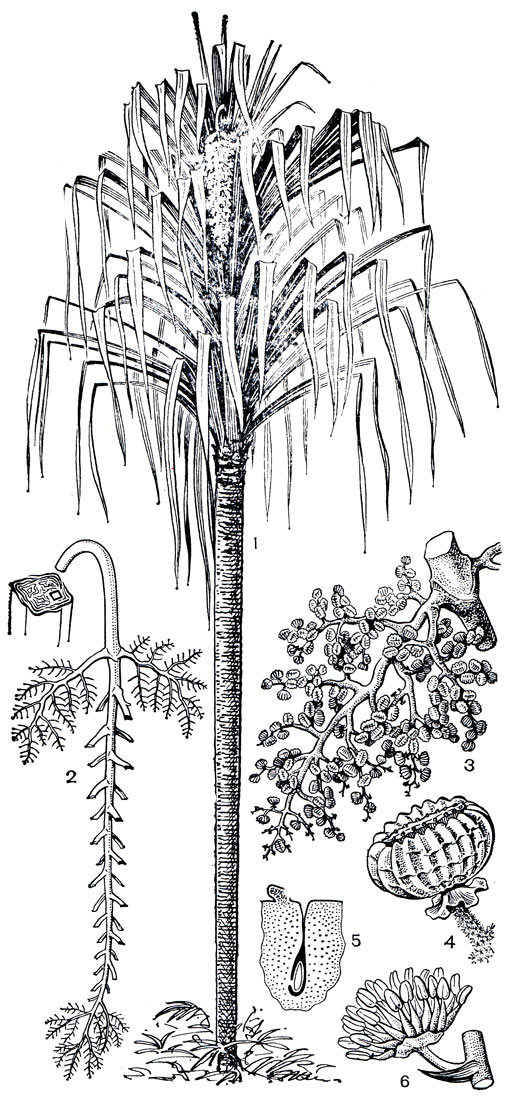 Рис. 253. Сараранга глубоковыемчатая (Sararanga sinuosa): 1 - общий вид; 2 - соцветие женского растения; 3 - плодоносящая ветвь этого соцветия; 4 - плод; 5 - гнездо завязи с семязачатком; 6 - мужской цветок