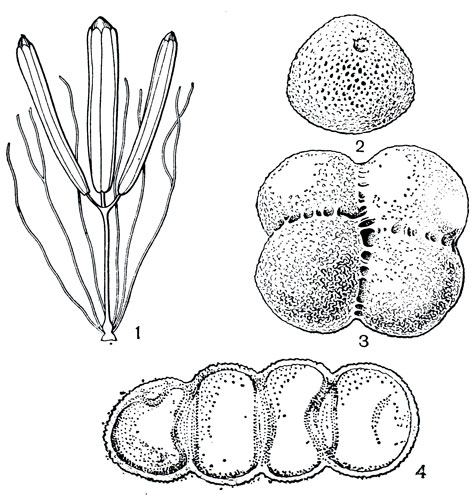 Рис. 256. Рогозовые. Рогоз узколистный (Typha angustifolia): 1 - мужской цветок. Ежеголовник прямой (Sparganium erectum): 2 - пыльцевое зерно. Рогоз широколистный (Т. latifolia): 3, 4 - тетрады пыльцевых зерен