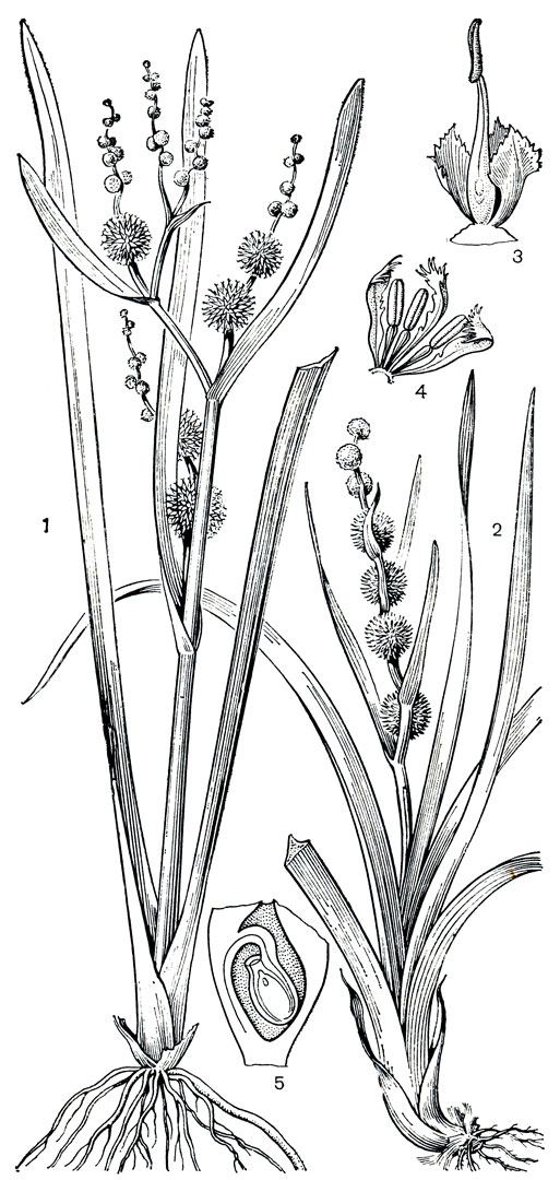 Рис. 258. Ежеголовник (Sparganium). Ежеголовник прямой (S. erectum): 1 - общий вид. Ежеголовник всплывающий (S. emersum): 2 - общий вид; 3 - женский цветок; 4 - мужской цветок; 5 - семязачаток