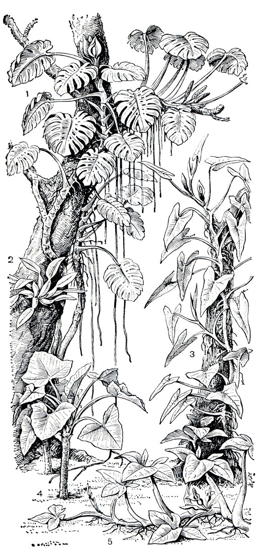 Рис. 260. Аронниковые тропических лесов Нового Света: 1 - монстера деликатесная (Monstera deliciosa); 2 - филодендрон толстый (Philodendron crassum); 3 - филодендрон имбе (P. imbe); 4 - ксантосома Жакэна (Xanthosoma jacquinii); 5 - сингониум ножколистный (Syngonium podophyllum)