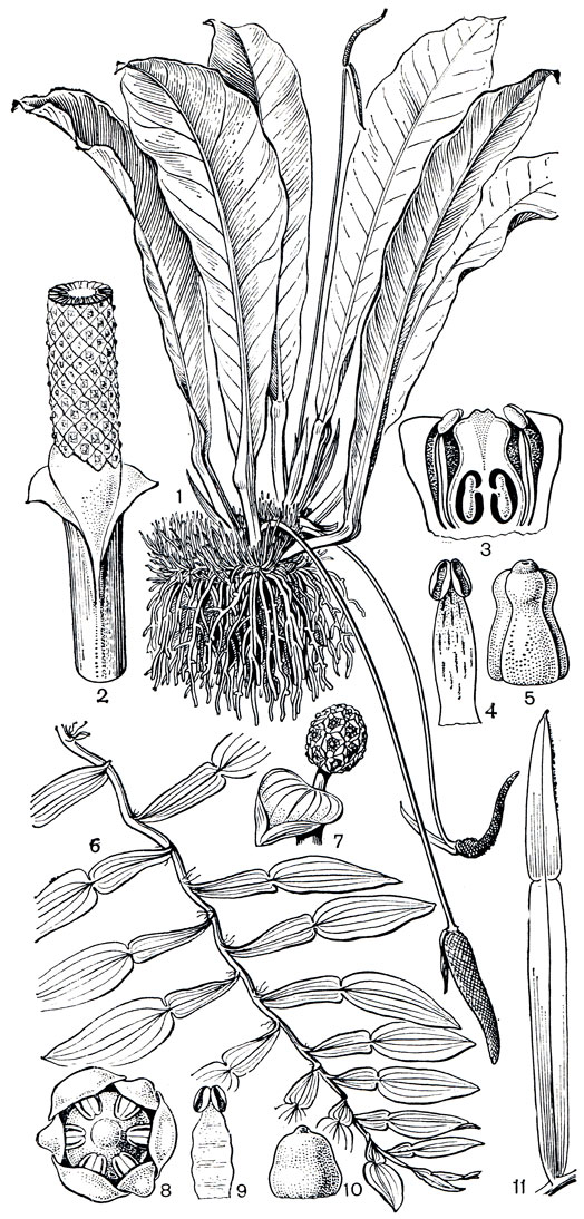 Рис. 263. Аронниковые: подсемейство потосовых. Антуриум толстожилковый (Anthurium crassinervium): 1 - общий вид; 2 - нижняя часть соцветия; 3 - продольный разрез цветка; 4 - тычинка; 5 - гинецей. Потос лазающий (Pothos scandens): 6 - лазающий побег. Потос Зееманна (P. seemannii): 7 - соцветие; 8 - цветок; 9 - тычинка; 10 - гинецей. Потос Лоурейры (P. loureirii): 11 - лист с плоским черешком