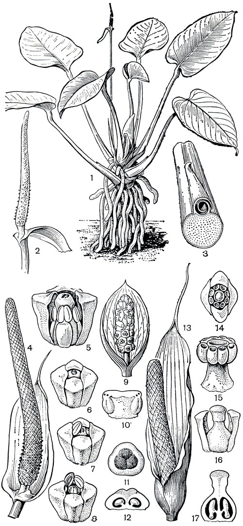 Рис. 264. Аронниковые: подсемейство потосовых. Антуриум (Anthurium sp.): 1 - общий вид, 2 - соцветие; 3 - поперечный разрез основания черешка со свернутым влагалищем. Антуриум изящный (A. elegans): 4 - соцветие в женской стадии цветения, видны капли вязкой жидкости на рыльцах нижних цветков; цветки: 5 - вид сбоку, передняя часть околоцветника удалена; 6 - в женской стадии цветения; 7, 8-начало мужской стадии цветения. Кульказия мелкополосатая (Culcasia striolata): 9 - соцветие; 10 - тычинка; 11 - гинецей (вид сверху); 12 - продольный разрез гинецея. Гонатопус Буавэна (Gonatopus boivinii): 13 - соцветие; 14 - мужской цветок (вид сверху); 15 - сросшиеся тычинки; 16 - женский цветок; 17 - продольный разрез гинецея