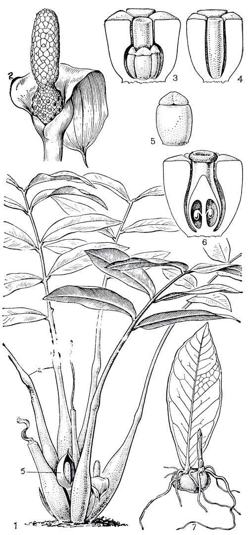 Рис. 265. Замиокулькас замиелистный (Zamioculcas zamiifolia): 1 - общий вид (а - генииулум, б - соцветие); 2 - соцветие с отогнутым покрывалом, нижние цветки женские, верхние - мужские; 3 - мужской цветок (передний сегмент околоцветника удален); 4 - стерильный цветок; 5 - тычинка; 6 - продольный разрез женского цветка; 7 - укоренившийся выводковый лист