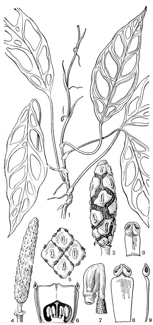 Рис. 267. Аронниковые: подсемейство монстеровые. Монстера неравнобокая (Monstera obliqua): 1 - ветвь с листьями; 2 - початок; 3 - тычинка. Стеносперматион Спруса (Stenospermation spruceanum): 4 - початок (женская стадия цветения); 5 - четыре цветка в мужской стадии цветения; 6 - продольный разрез цветка; 7 - семязачаток; тычинка: 8 - вид спереди; 9 - вид сбоку