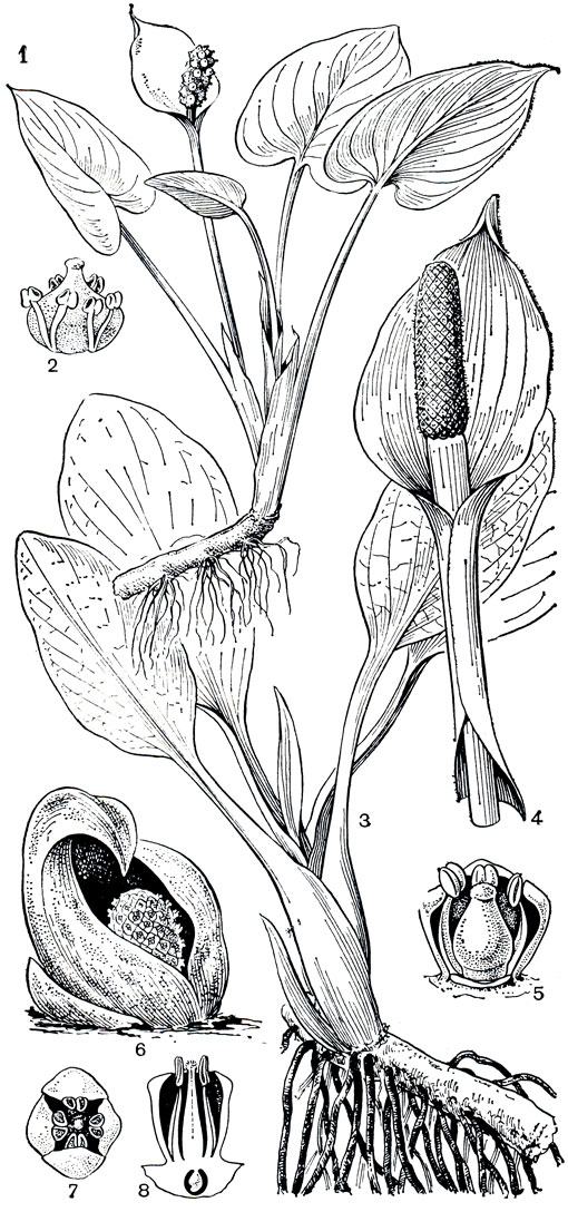 Рис. 268. Аронниковые: подсемейство калловые. Белокрыльник болотный (Calla palustris): 1 - общий вид; 2 - цветок. Лизихитон камчатский (Lysichiton camtschatcense): 3 - общий вид растения; 4 - соцветие; 5 - цветок. Симплокарпус вонючий (Symplocarpus foetidus): 6 - соцветие; 7 - цветок (вид сверху); 8 - продольный разрез цветка