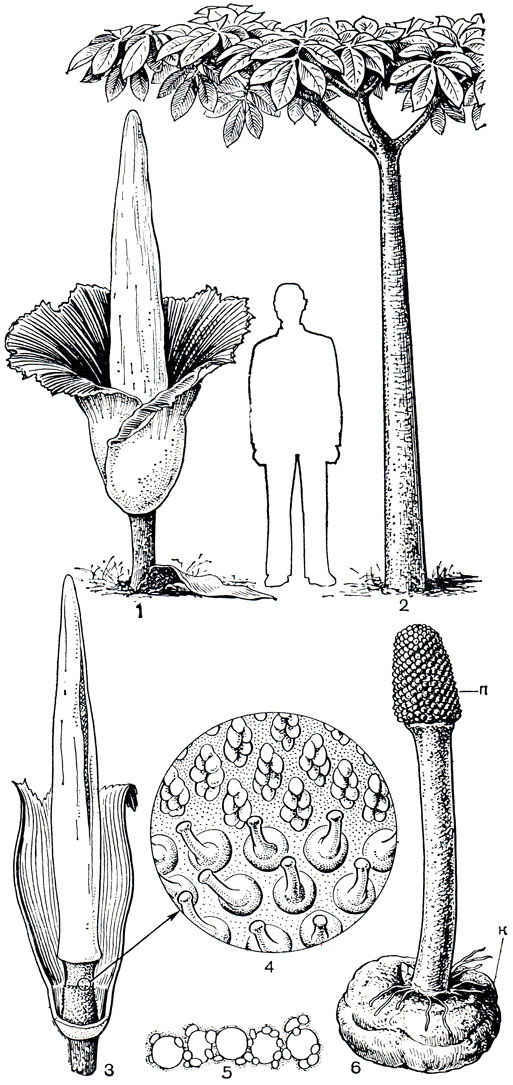 Рис. 269. Аморфофаллус гигантский (Amorphophallus titanum). Общий вид растения: 1 - в стадии цветения (соцветие); 2 - в вегетативной стадии (единственный лист); 3 - соцветие (передняя часть покрывала удалена); 4 - фрагмент соцветия в пограничной зоне между женскими (внизу) и мужскими (вверху) цветками; 5 - поллиний; 6 - растение в стадии плодоношения: п - соплодие, к - клубень