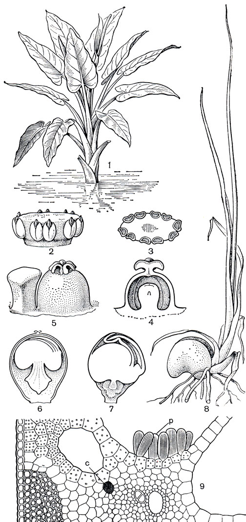 Рис. 272. Тифонодорум Линдли (Typhonodorum lindleyanum): 1 - общий вид; 2 - мужской цветок (синандрий) в стадии начала раскрывания пыльников; 3 - то же на поперечном срезе; 4 - продольный разрез гинецея; 5 - гинецей и стаминодий; 6 - продольный разрез плода; 7 - развивающиеся в семени зародыш с гаусторией, внедрившейся в эндосперм, и зачатками листьев; 8 - проросток; 9 - поперечный срез нижней части жилки листа; р - группа клеток с рафидами, выступающими в межклетники, с - секреторная клетка