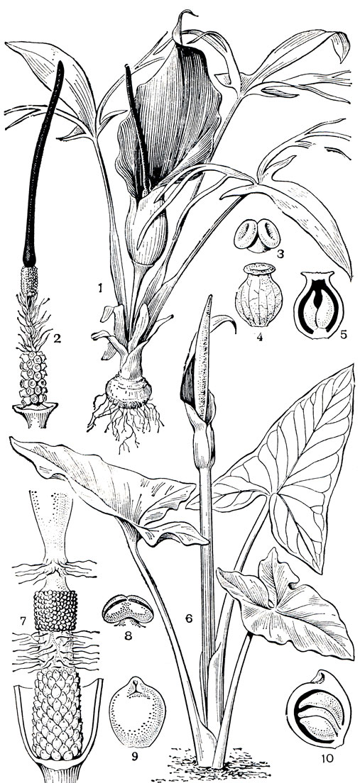 Рис. 274. Аронниковые Средней Азии. Эминиум Альберта (Eminium alberti): 1 - общий вид; 2 - початок (покрывало удалено); 3 - мужской цветок; 4 - женский цветок (гинецей); 5 - продольный разрез гинецея. Аронник Королькова (Arum korolkovii): 6 - общий вид; 7 - соцветие (покрывало удалено); 8 - мужской цветок (тычинка); 9 - женский цветок (гинецей); 10 - плод
