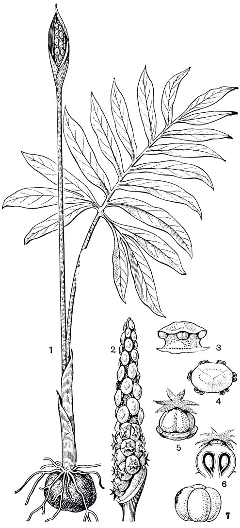 Рис. 275. Астеростигма Лушната (Asterostigma luschnathianum): 1 - общий вид; 2 - початок (покрывало срезано, внизу - женские, вверху - мужские цветки); 3 - мужской цветок (синандрий), вид сбоку; 4 - то же, поперечный разрез; 5 - гинецей (вид сбоку); 6 - то же, продольный разрез; 7 - плод