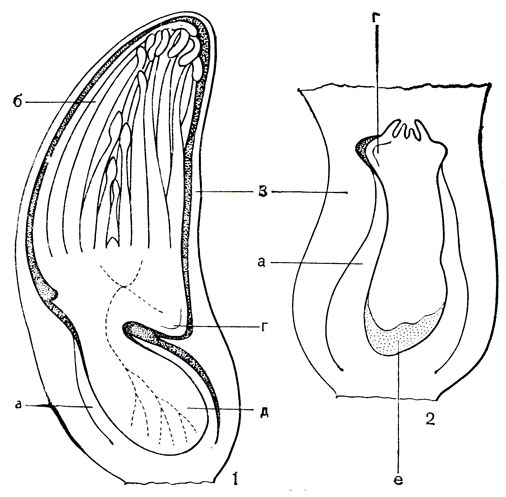 Рис. 278. Развитие зародыша внутри семени у криптокорины реснитчатой (Gryptocoryne ciliata): 1 - зародыш со множеством листовых зачатков; 2 - начальная стадия образования зачатков, а - внутренний интегумент, б - зачаток листа, в - наружный интегумент, г - корешок зародыша, д - семядоля, е - эндосперм