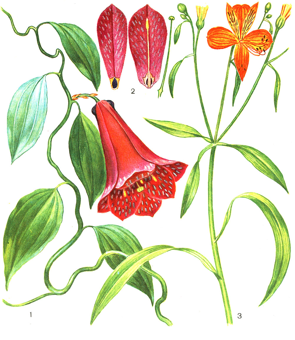 Таблица 12. Альстрёмериевые и филезиевые. Лапажерия розовая (Lapageria rosea): 1 - часть растения с цветком; 2 - листочки околоцветника наружного и внутреннего круга; 3 - альстрёмерия золотистая (Alstroemeria aurantiaca)