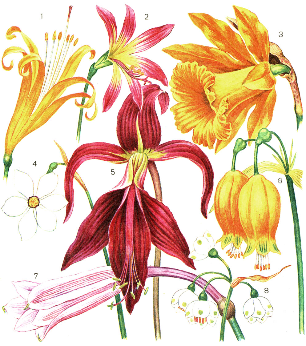 Таблица 14. Амариллисовые: 1 - ликорис золотистый (Lycoris aurea); 2 - гиппеаструм пришлый (Hippeastrum advenum); 3 - нарцисс крупный (Narcissus major); 4 - нарцисс узколистный (N. angustifolius); 5 - шпрекелия прекраснейшая (Sprekelia formosissima); 6 - урцеолина повислая (Urceolina pendula); 7 - кринум капский (Crinum capense); 8 - белоцветник летний (Leucojum aestivum)