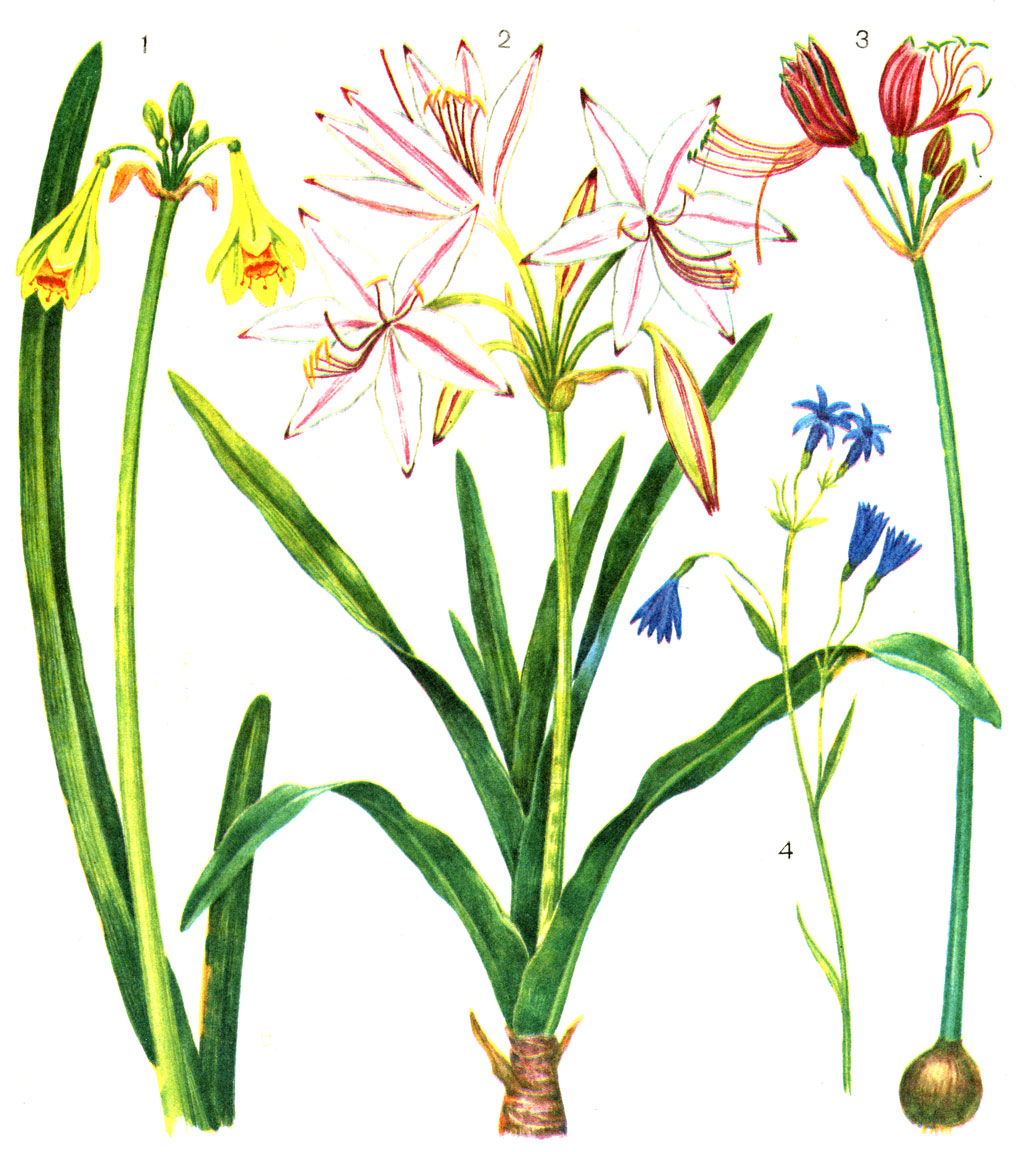 Таблица 15. Амариллисовые: 1 - калостемма желтая (Calostemma lutea); 2 - кринум погруженный (Crinum submersum); 3 - эвкрозия двуцветная (Eucrosia bicolor); 4 - иксиолирион горный (Ixiolirion montanum)