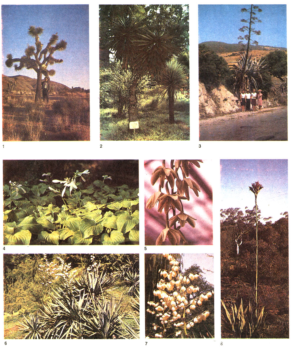 Таблица 18. Агавовые и дориантовые: 1 - юкка коротколистная (Yucca brevifolia), пустыня Мохаве, Калифорния, США; 2 - юкка Трекуля (Y. treculeana), Сухумский ботанический сад; на заднем плане - юкка алоэлистная (Y. aloifolia); 3 - агава американская (Agave ameriсаnа) в цвету, Алжир; 4 - хоста подорожниковая (Hosta plantaginea), Крым, Никитский ботанический сад; 5 - фуркрея Селло (Furcraea selloa), оранжерея Ботанического института в Ленинграде; 6 - юкка повислая, форма цельная (Yucca flaccida f. integra), Батумский ботанический сад; 7 - соцветие юкки повислой, форма цельная; 8 - дориантес высокий (Doryanthes excelsa), Австралия