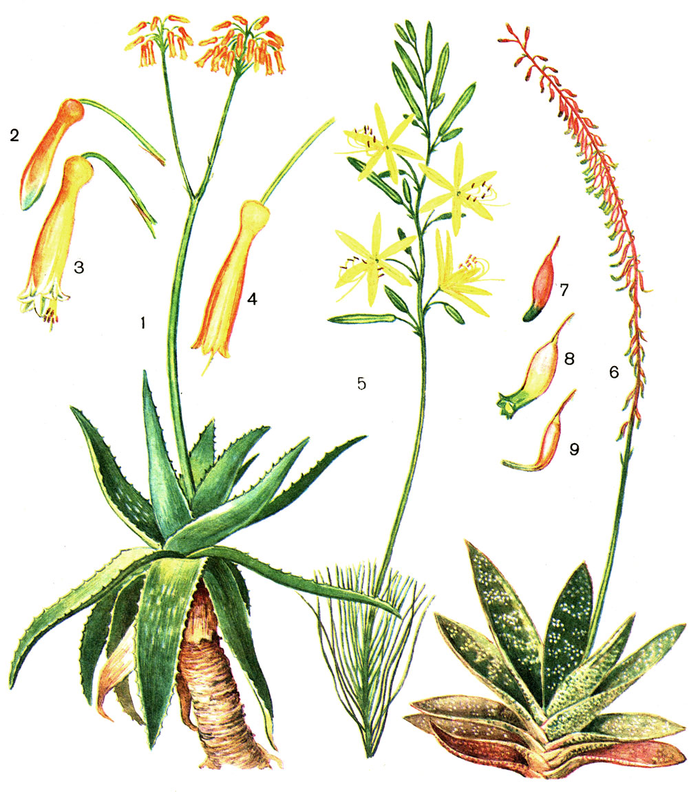 Таблица 19. Асфоделовые. Алоэ мыльное (Aloe saponaria): 1 - общий вид растения; 2 - бутон; 3 - цветок; 4 - отцветающий цветок. Асфоделина тонкая (Asphodeline tenuior): 5 - часть растения с соцветием и верхними листьями. Гастерия двурядная (Gastena disticha): 6 - общий вид растения; 7 - бутон; 8 - цветок; 9 - отцветшим цветок
