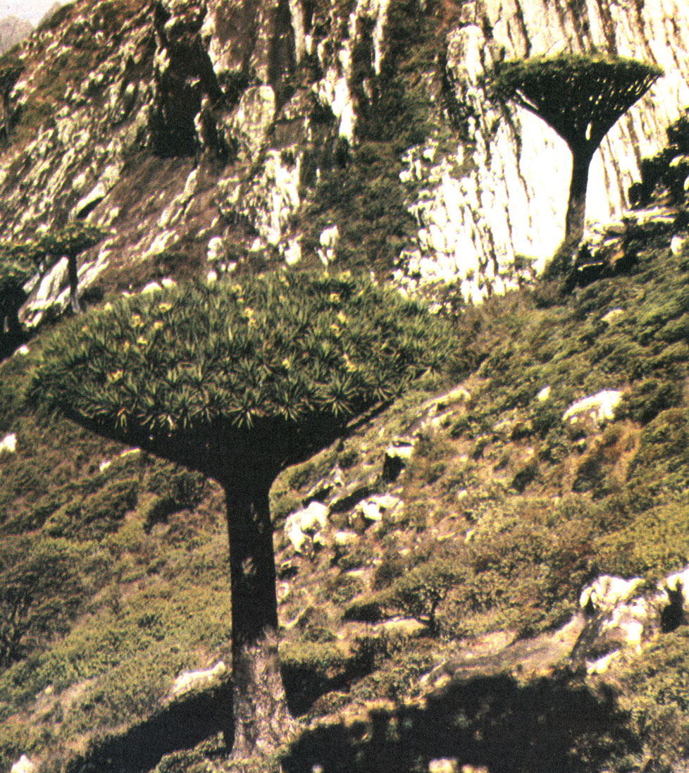 Таблица 22. Драцена киноварно-красная (Dracaena cinnabari), остров Сокотра, пик Фиери
