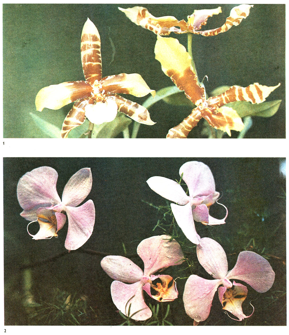 Таблица 35. Орхидные: 1 - одонтоглоссум крупный (Odontoglossum grande), оранжереи Главного ботанического сада АН СССР; 2 - фаленопсис Шиллера (Phalaenopsis schillerana), там же
