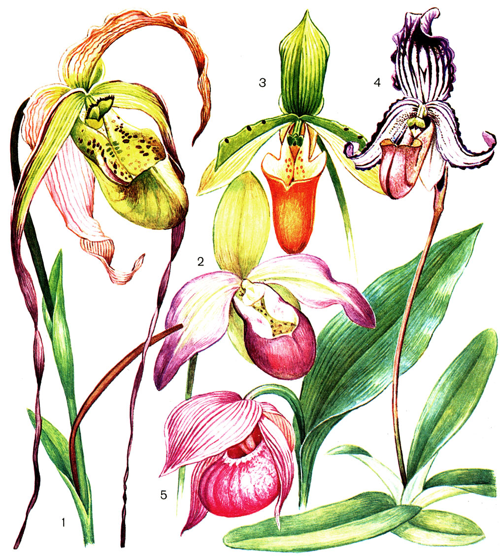 Таблица 40. Цветки орхидных подсемейства циприпедиевых: 1 - фрагмипедиум хвостатый (Phragmipedium caudatum) с лентовидными лепестками, достигающими в длину 75 см; 2 - фрагмипедиум Седена (P. sedenii), гибрид, полученный в культуре; 3 - пафиопедилум сиамский (Paphiopedilum siamense); 4 - пафиопедилум Файера (P. fairieanum); 5 - башмачок крупноцветковый (Cypripedium macranthon)