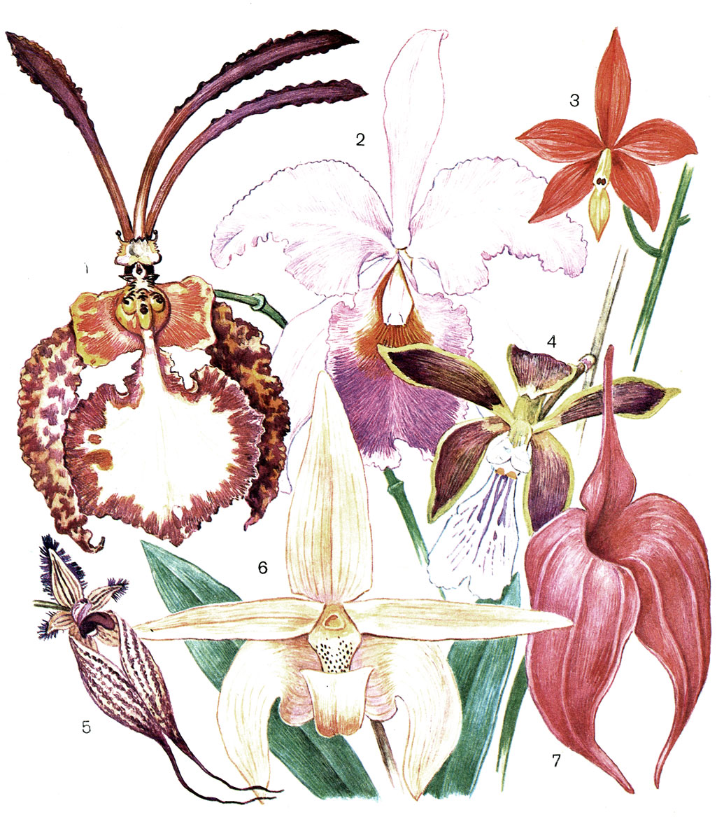 Таблица 41. Цветки орхидных подсемейства орхидных: 1 - онцидиум Крамера (Oncidium krameranum), южноамериканская орхидея-бабочка; 2 - каттлея Трианы (Cattleya trianae), одна из красивых зимнецветущих американских орхидей; 3 - эпидендрум желточно-желтый (Epidendrum viteliinum), американская орхидея горных лесов пояса облаков и туманов; 4 - неотропическая орхидея энциклия темно-пурпурная (Encyclia atropurpurea); 5 - цирропеталум украшенный (Cirrhopetalum ornatissimum), эпифит на деревьях в горных лесах Азии; 6 - бульбофиллум Лобба (Bulbophyllum lobbii) из Юго-Восточной Азии; 7 - масдевалия багряная (Masdevallia coccinea), характерное растение неотрописа, крупные наружные сегменты околоцветника срастаются, скрывая маленькие внутренние сегменты