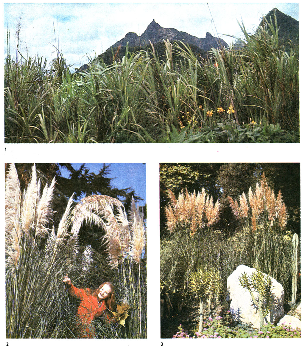 Таблица 45. Злаки: 1 - плантация сахарного тростника (Saccharum officinarum), о. Маврикий; 2, 3 - пампасская трава, или кортадерия Селло (Cortaderia selloana), Крым, Никитский ботанический сад
