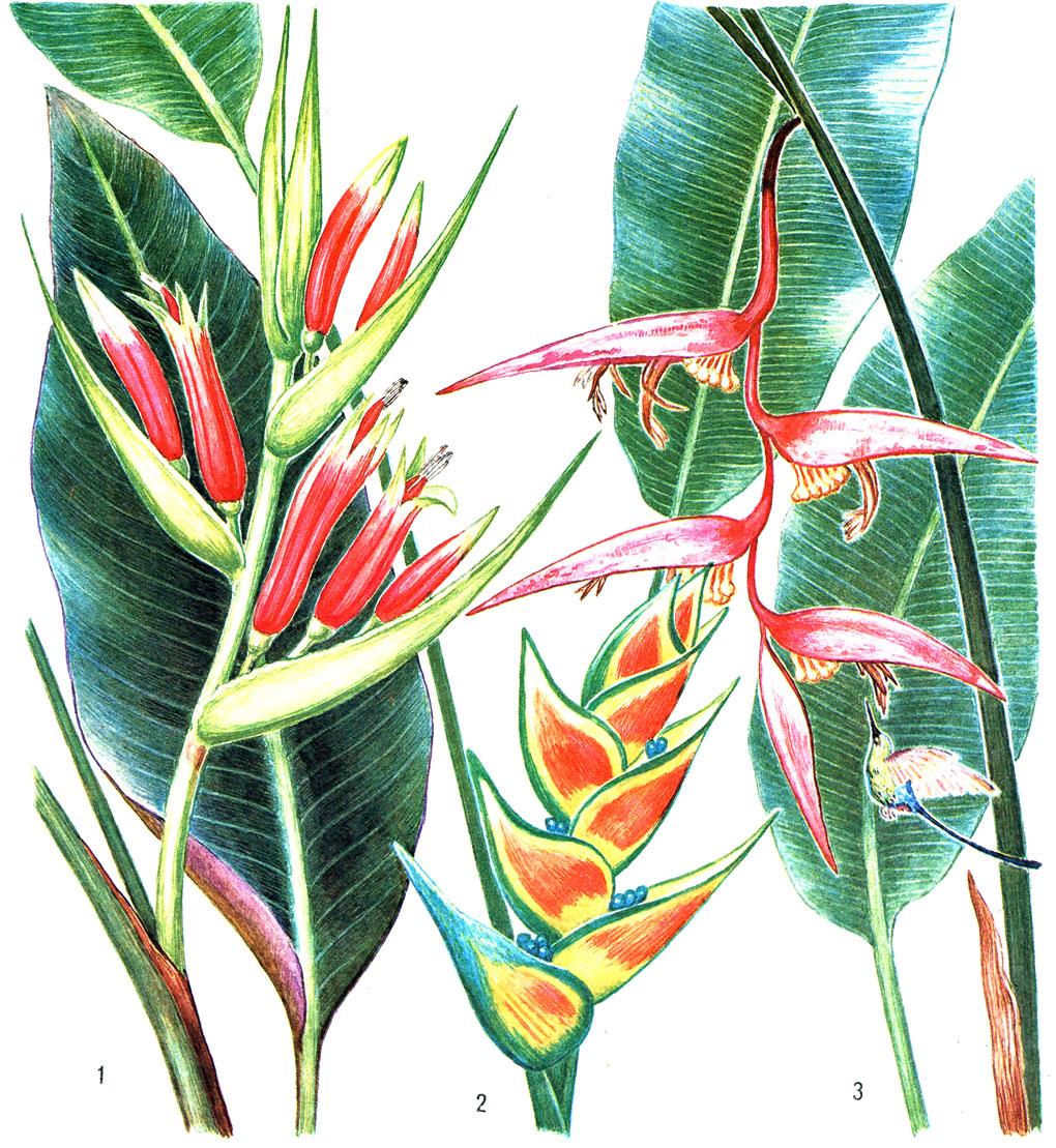 Таблица 48. Геликониевые: 1 - геликония металлическая (Heliconia metaliica); 2 - геликония Вагнера (Н. wagneriana), растение с плодами; 3 - геликония Коллинса (Н. collinsiana), соцветие, опыляемое колибри; видны завязавшиеся плоды